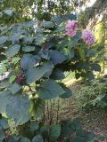 Clerodendrum bungei