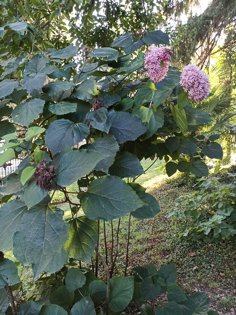 Image of Clerodendrum bungei specimen.