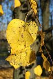 Tilia cordata. Листья в осенней окраске с галлами. Санкт-Петербург, Кировский р-н, декоративное озеленение. 14.10.2026.