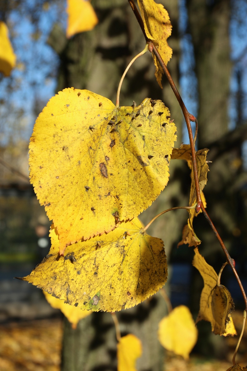 Image of Tilia cordata specimen.