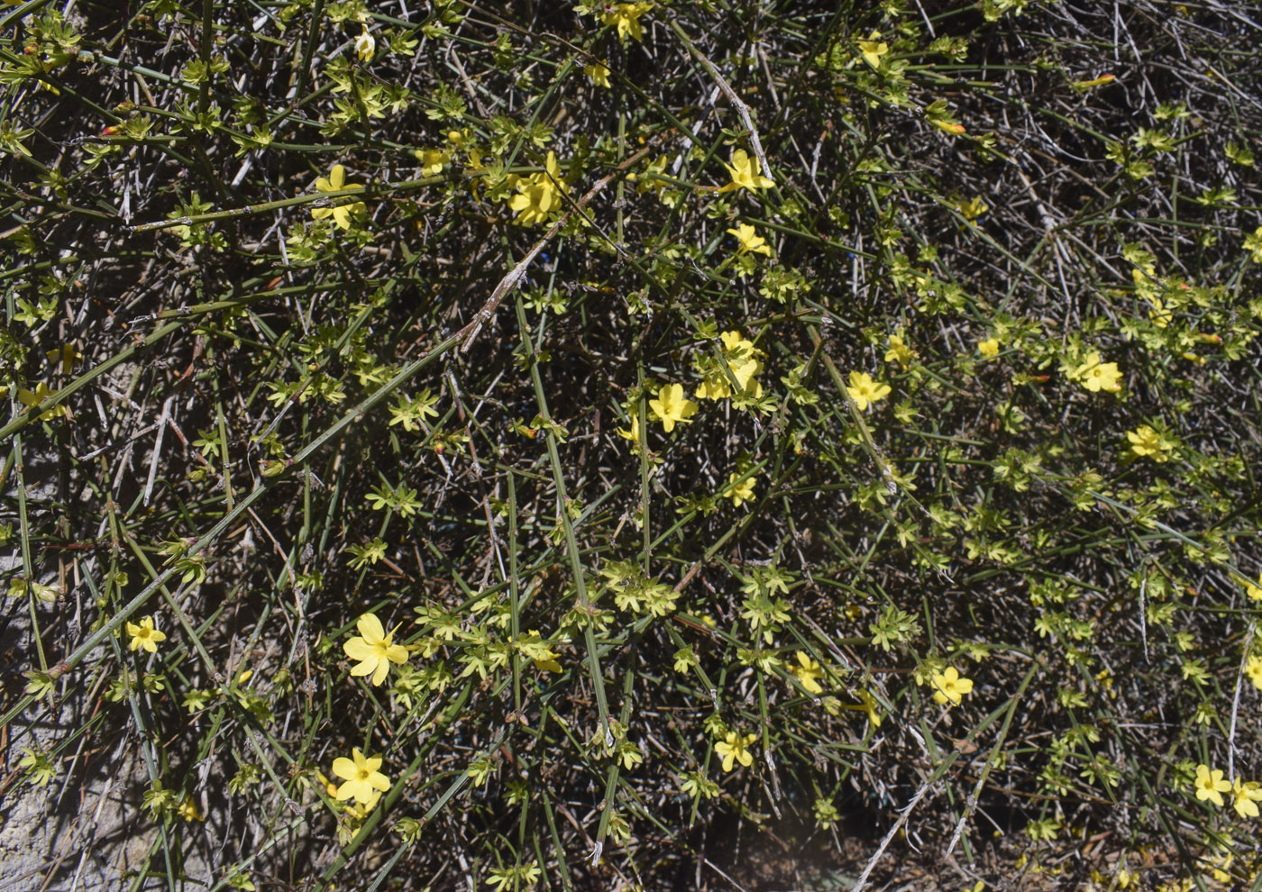 Image of Jasminum nudiflorum specimen.