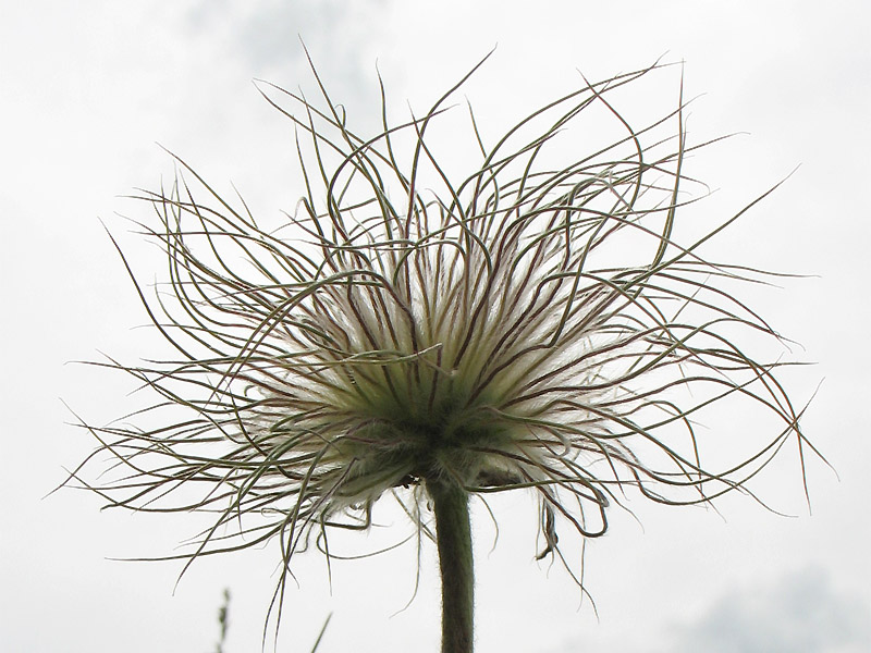 Image of Pulsatilla grandis specimen.