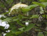 Viburnum lantana. Ветвь с соцветием. Крым, Бахчисарайский р-н, окр. с. Трудолюбовка, опушка дубово (Q.petraea) - грабинника (C.orientalis) на склоне г. Патиль. 05.05.2010.