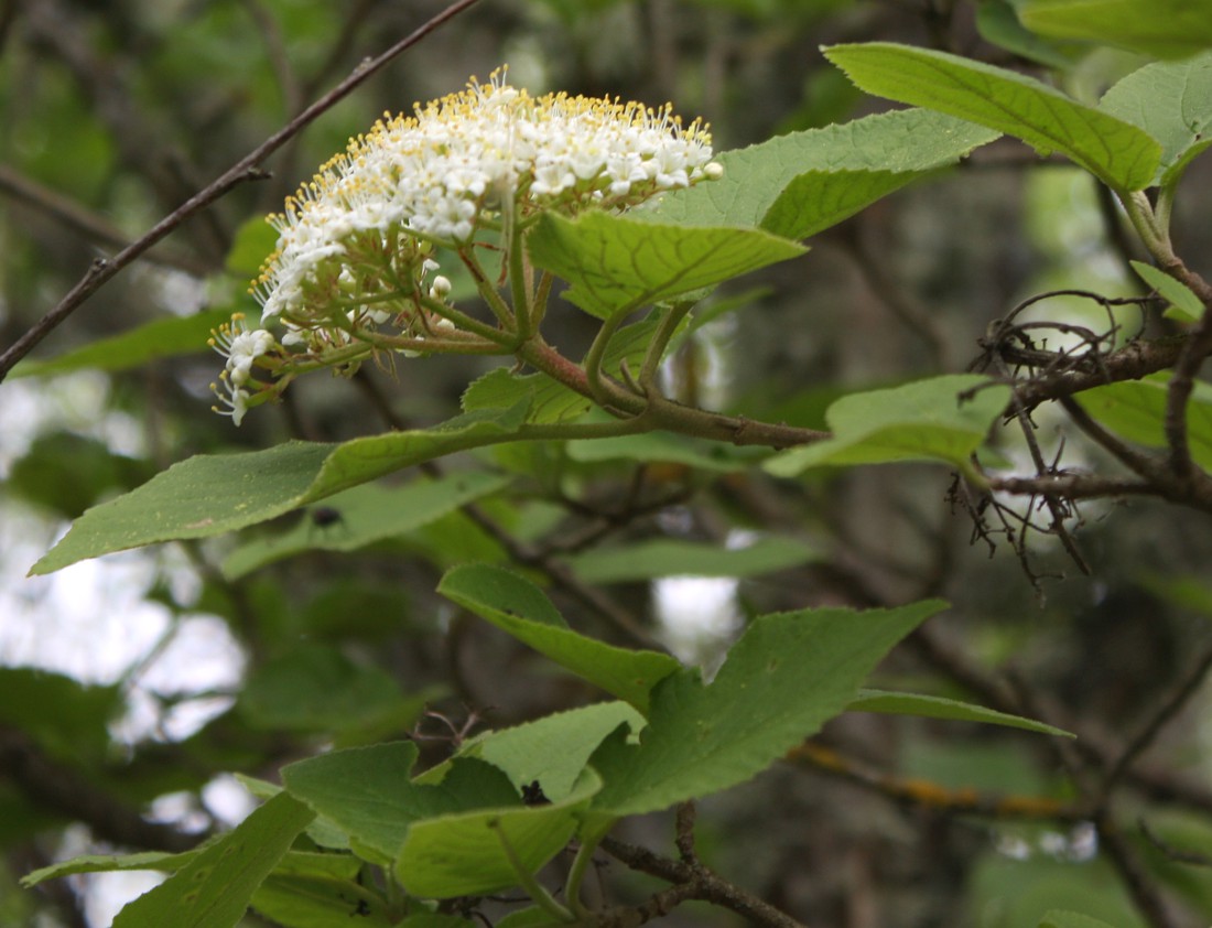 Изображение особи Viburnum lantana.