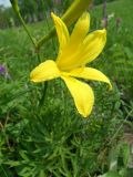 Hemerocallis lilio-asphodelus