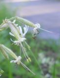 Image of taxon representative. Author is Юрий Панов