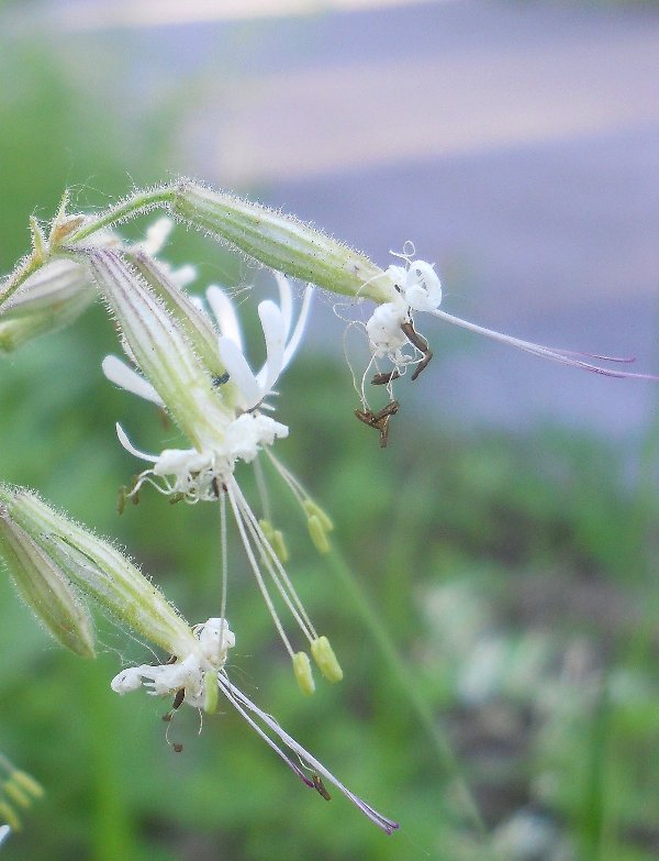 Изображение особи Silene nutans.