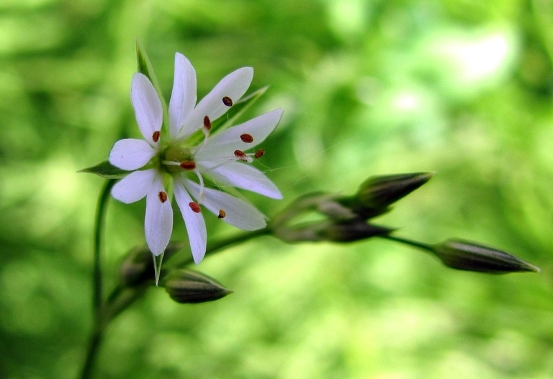 Изображение особи Stellaria graminea.