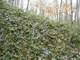 Vinca minor