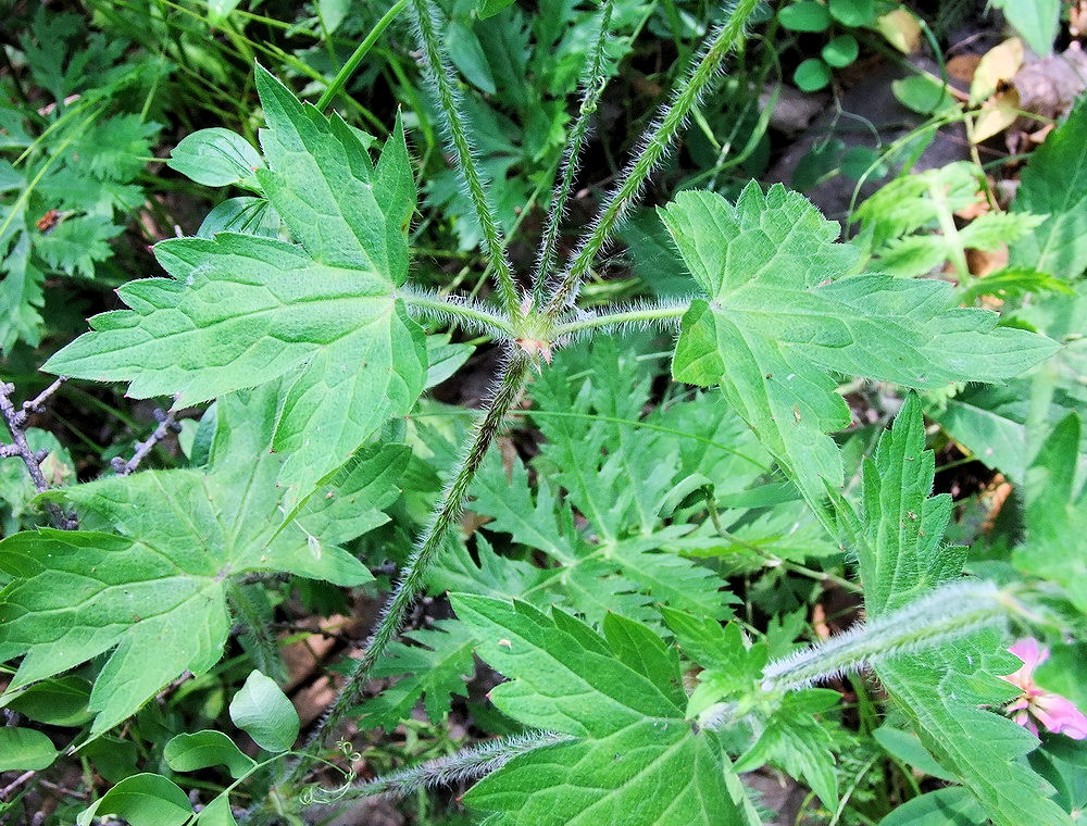 Изображение особи Geranium maximowiczii.