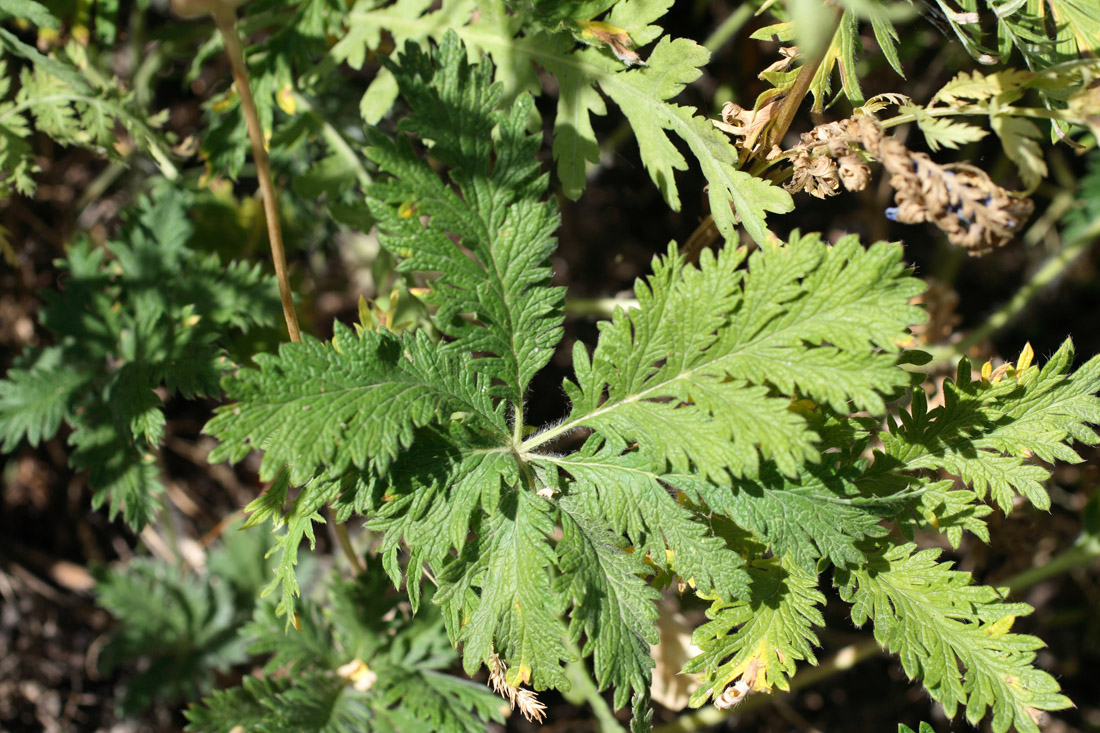 Image of Potentilla fedtschenkoana specimen.