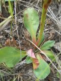 Goniolimon speciosum. Розетка листьев. Новосибирская обл., Искитимский р-н, окр. пгт Линёво, степная балка \"Титов Лог\". 6 августа 2011 г.