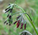 Rindera oblongifolia. Соцветие. Казахстан, Южно-Казахстанская обл., Угамский хр., ущ. р. Сазаната. 05.05.2011.