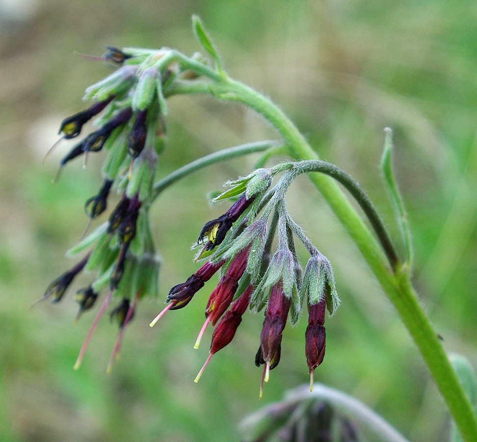 Image of Rindera oblongifolia specimen.