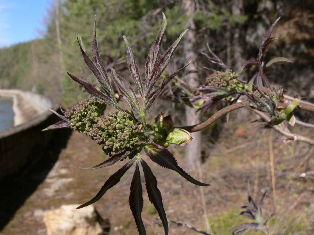 Изображение особи Sambucus sibirica.