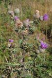 Cirsium laniflorum