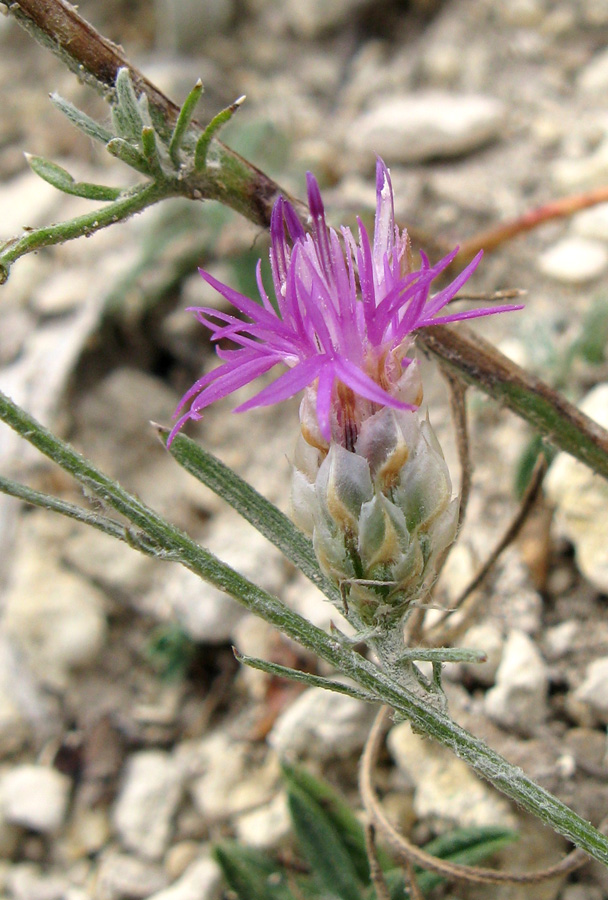 Image of Centaurea sterilis specimen.