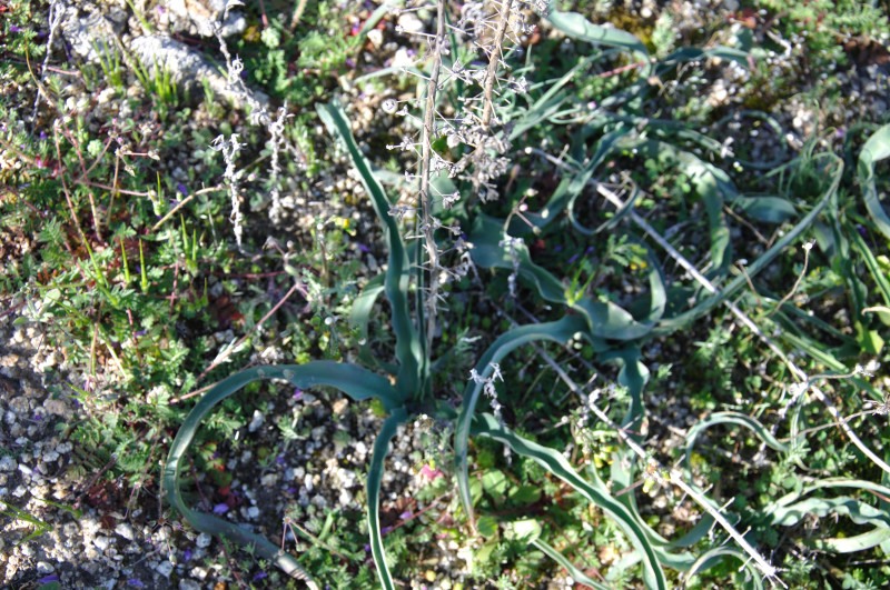 Image of Leopoldia comosa specimen.