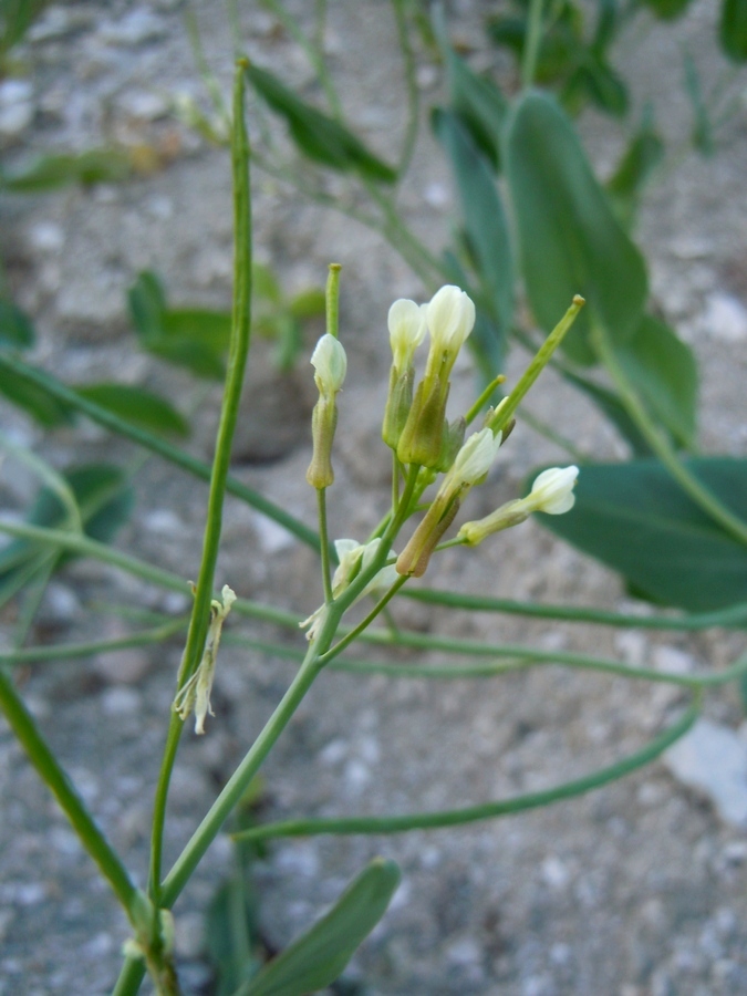 Image of Conringia orientalis specimen.
