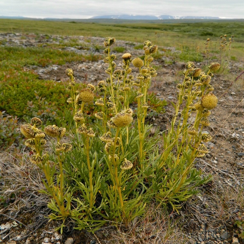 Изображение особи Artemisia norvegica.