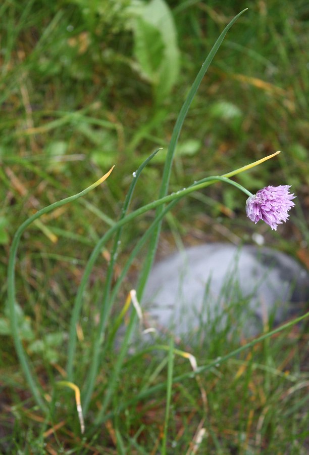 Изображение особи Allium schoenoprasum.