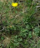 Ranunculus platyspermus