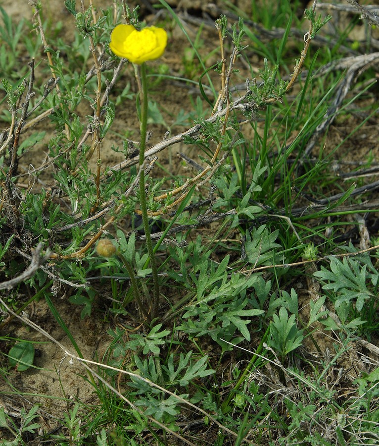 Image of Ranunculus platyspermus specimen.