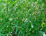 Salix calodendron