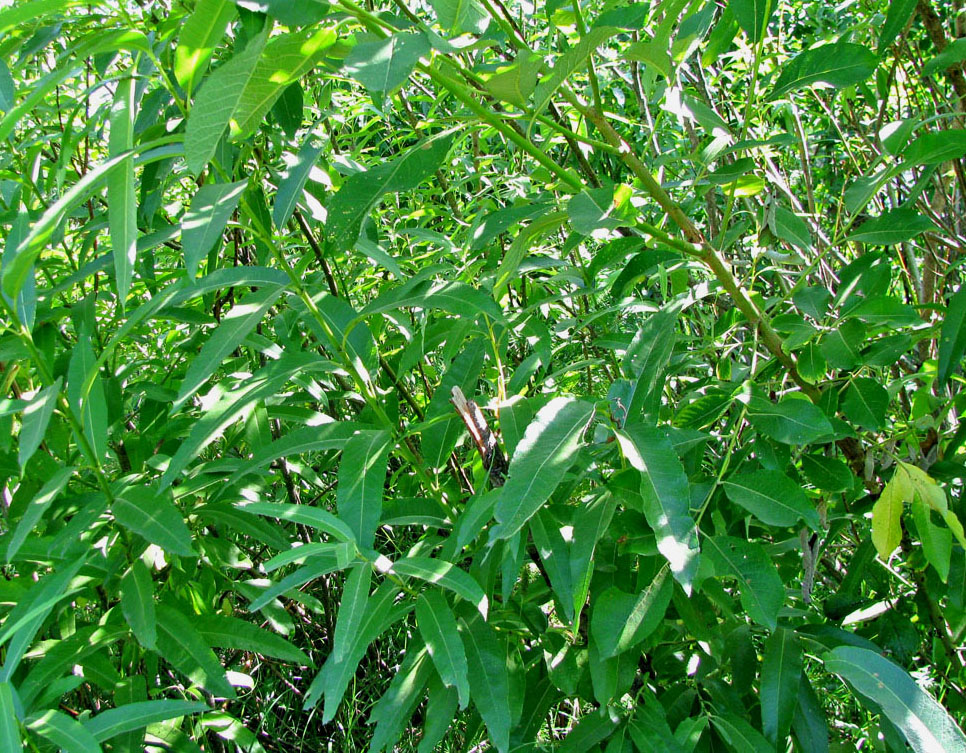 Изображение особи Salix calodendron.