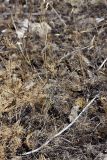 Xeranthemum longepapposum