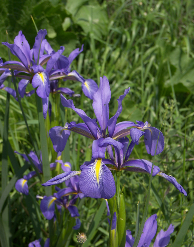 Изображение особи Iris notha.