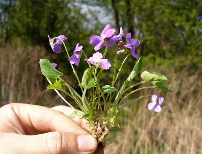 Изображение особи Viola hirta.