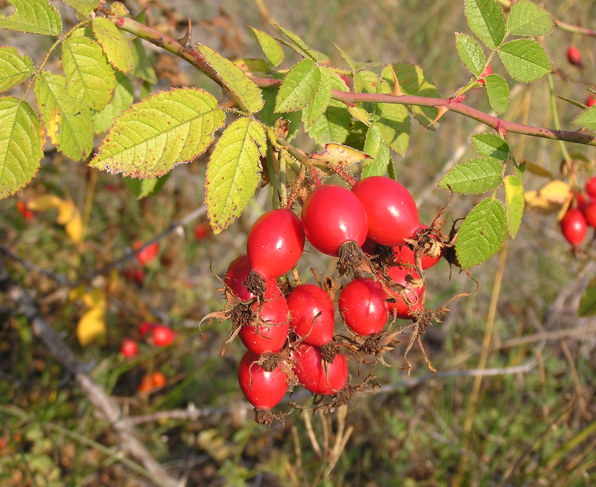Image of Rosa rubiginosa specimen.