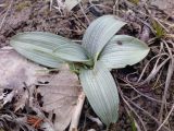 Ophrys подвид caucasica