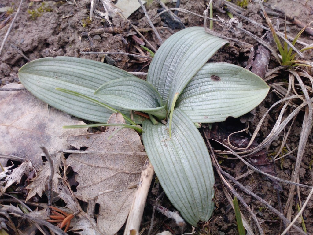 Изображение особи Ophrys mammosa ssp. caucasica.