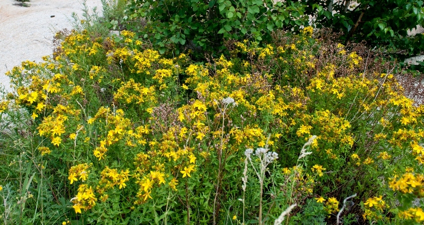 Изображение особи Hypericum perforatum.