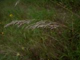 Calamagrostis canescens. Соцветие. Курская обл., Железногорский р-н, ур. Кармановская дача. 24 июля 2007 г.