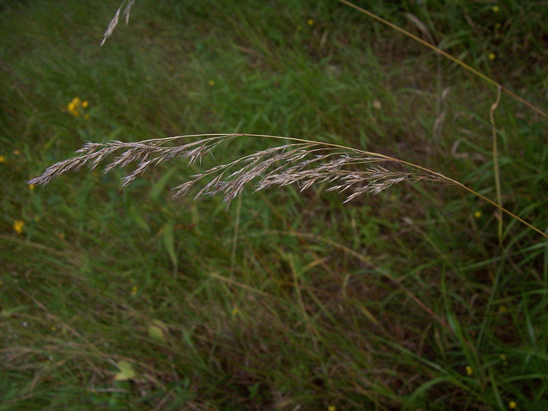 Image of Calamagrostis canescens specimen.