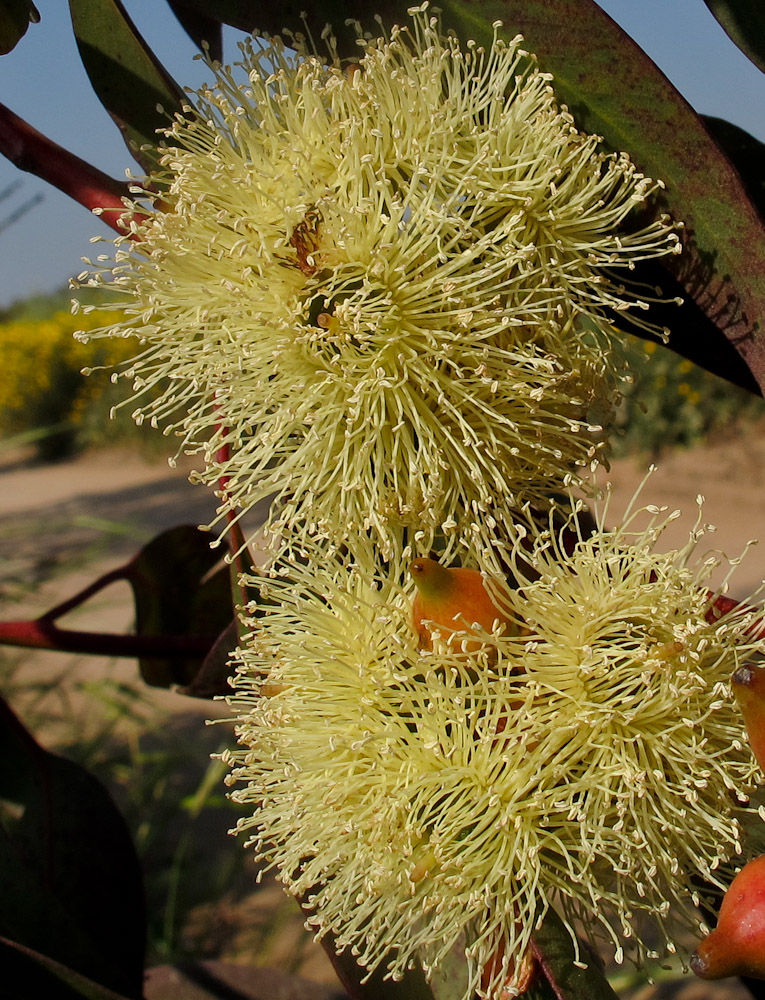 Image of genus Eucalyptus specimen.