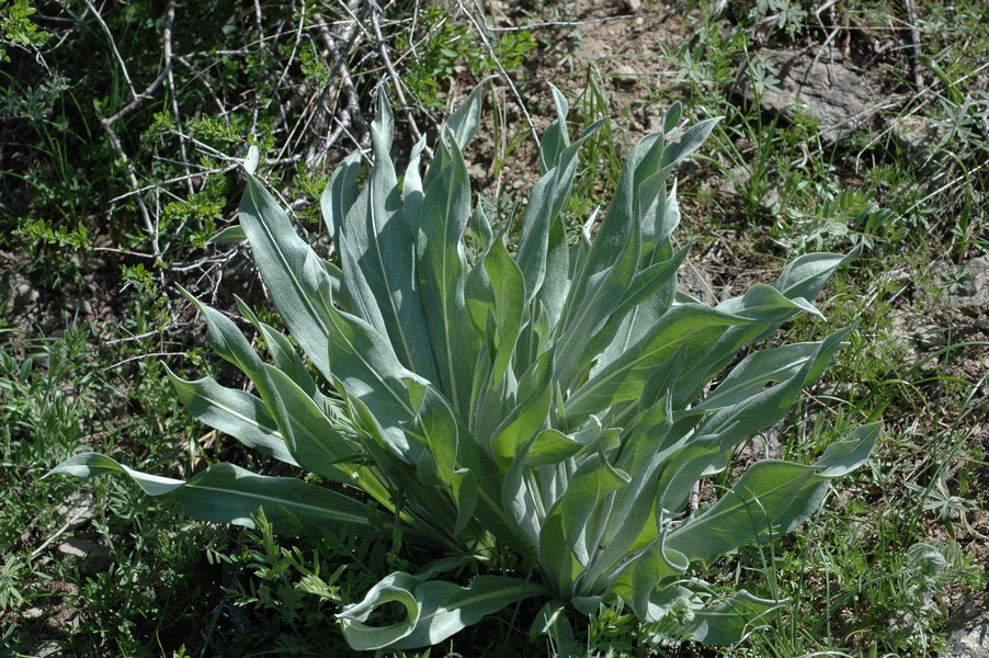 Изображение особи Cousinia lappacea.