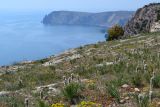 Asphodeline taurica