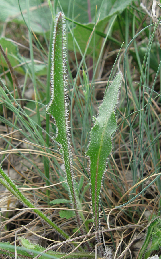 Image of Leontodon biscutellifolius specimen.