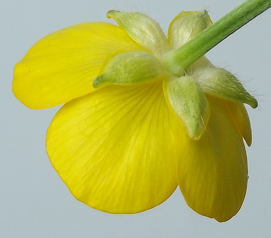 Image of Ranunculus repens specimen.