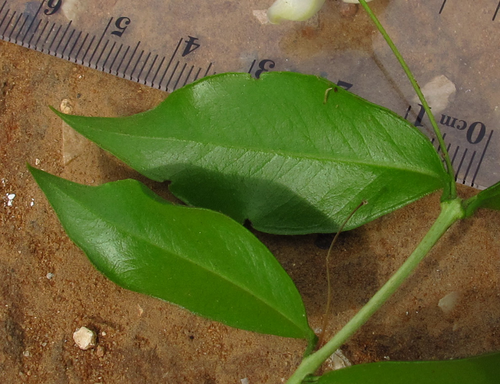 Image of Myrtus communis specimen.
