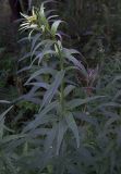 Hieracium umbellatum. Верхушка молодого растения с бутонами. Курская обл., г. Железногорск. 30 июля 2007 г.