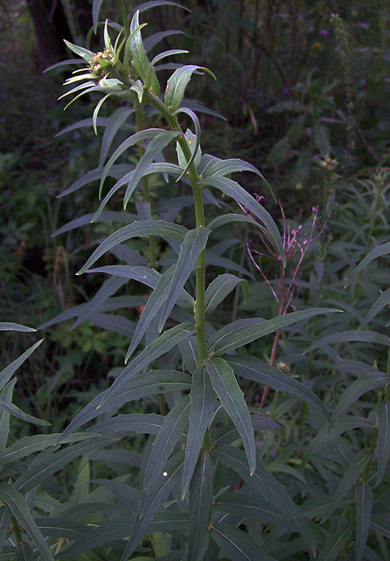 Изображение особи Hieracium umbellatum.