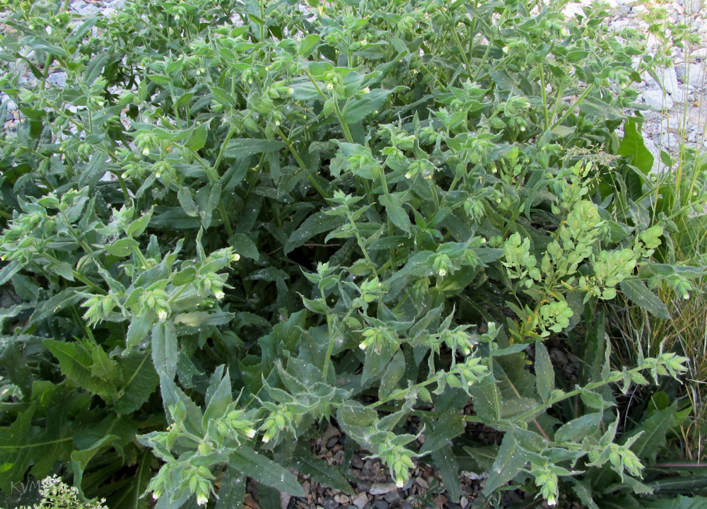 Image of Nonea lutea specimen.