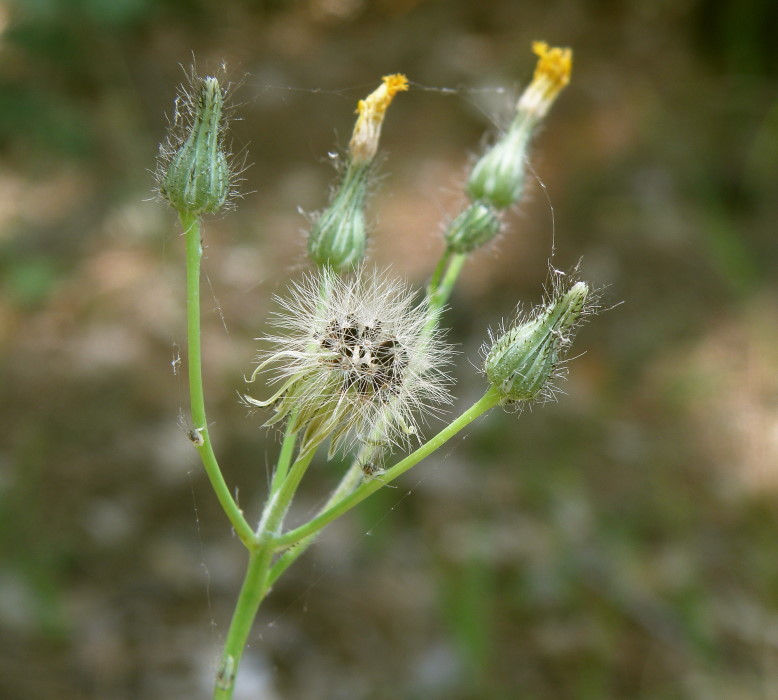 Image of Pilosella bauhini specimen.