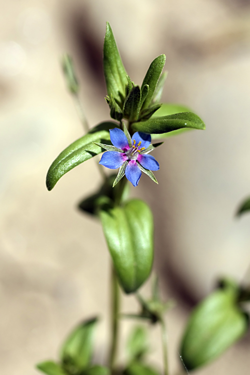 Изображение особи Anagallis foemina.