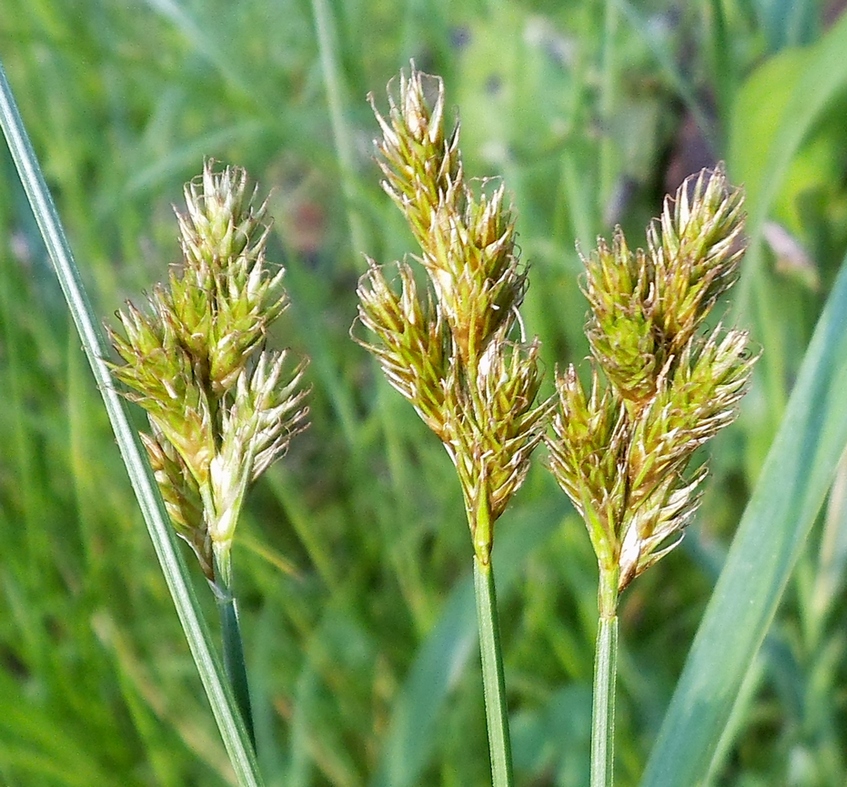 Image of Carex leporina specimen.